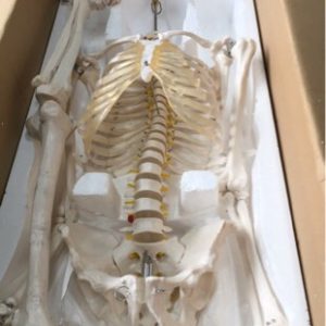 1.8M LIFESIZE HUMAN SKELETON ANATOMICAL MEDICAL BODY MODEL - SKULL NOT INCLUDED THIS ITEM IS INCOMPLETE (SOLD AS IS)