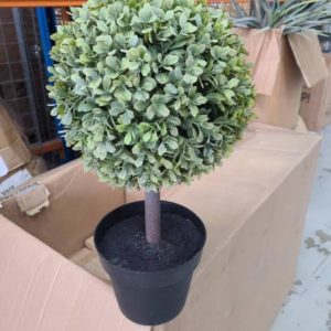 BOX OF BOXWOOD PLANT SOLD AS IS