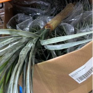 BOX OF ARTIFICIAL PLANTS SOLD AS IS