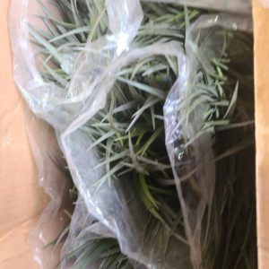 LARGE BOX OF APPROX 40 ARTIFICIAL DRACAENA PLANT SOLD AS IS