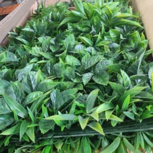 BOX OF ARTIFICIAL PLANTS - MONEY LEAF WALL