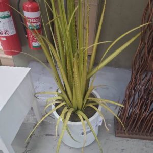SAMPLE FURNITURE - WHITE PLANT POT WITH FAKE FERN SOLD AS IS