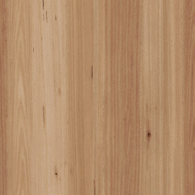 Blackbutt 545