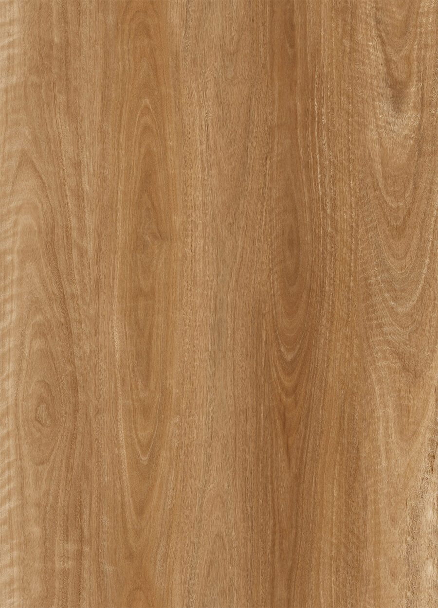 Spotted Gum 556