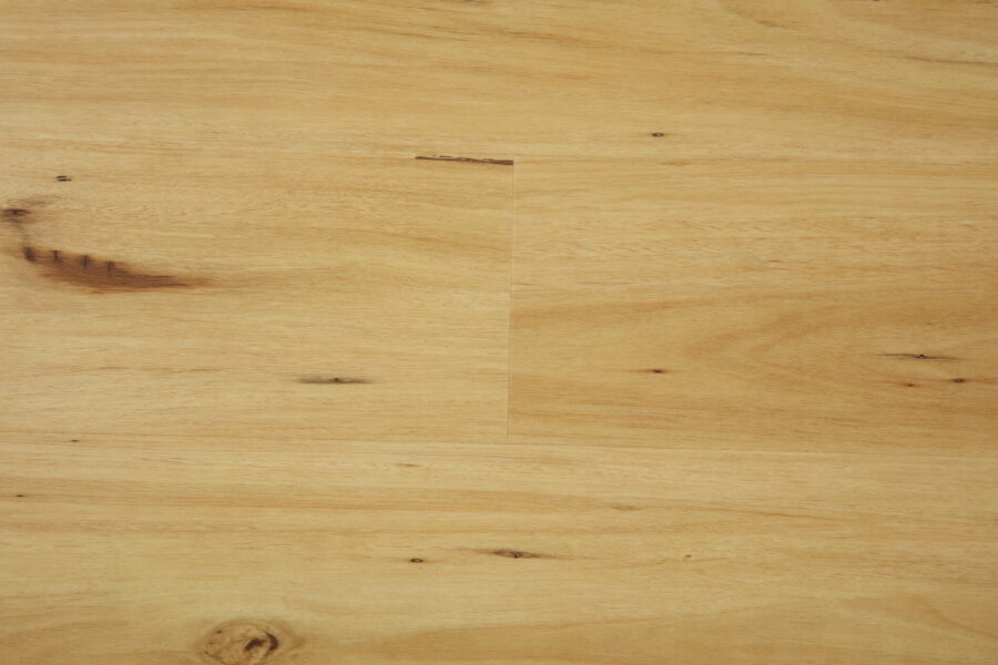 Blackbutt