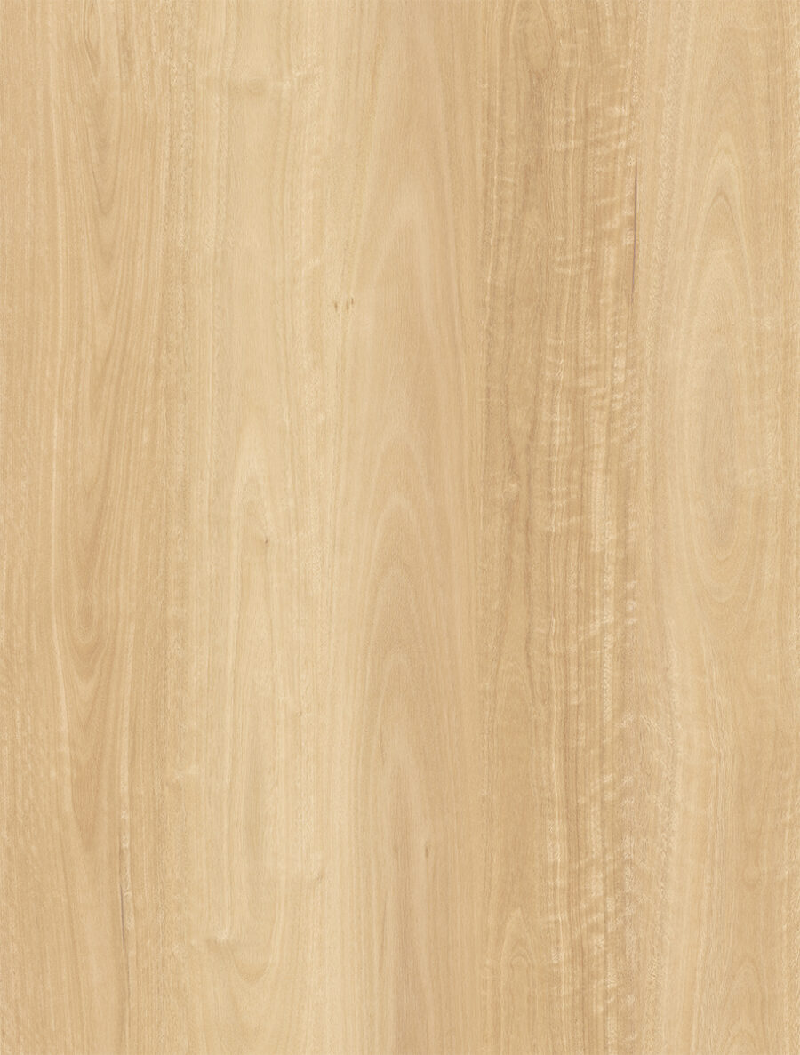 Summer Blackbutt 540