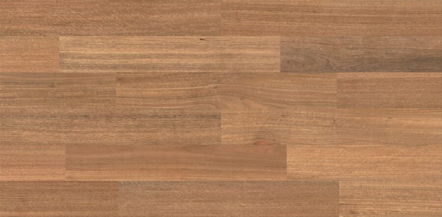 Spotted Gum