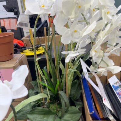 EX STAGING - LARGE ORCHID, SOLD AS IS