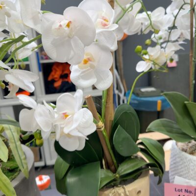 EX STAGING - FAUX ORCHID, SOLD AS IS