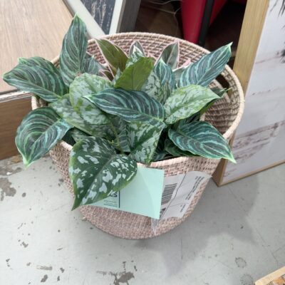 FURNITURE RETAILER CLOSURE - 2 X WOVEN BASKETS WITH 4 SMALL FAUX PLANTS, SOLD AS IS FURNITURE RETAILER CLOSURE - 2 X WOVEN BASKETS WITH 4 SMALL FAUX PLANTS, SOLD AS IS