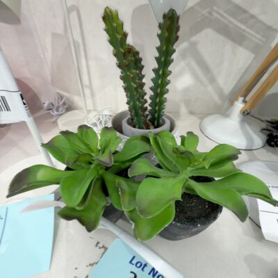 EX STAGING - LOT OF 3 FAUX PLANTS, SOLD AS IS EX STAGING - LOT OF 3 FAUX PLANTS, SOLD AS IS