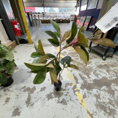 EX STAGING - FAUX PLANT, SOLD AS IS EX STAGING - FAUX PLANT, SOLD AS IS