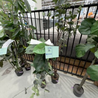 EX HIRE - LOT OF 2 X FAUX PLANT SOLD AS IS EX HIRE - LOT OF 2 X FAUX PLANT SOLD AS IS
