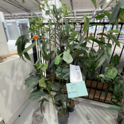 EX HIRE - LOT OF 3 X FAUX PLANT SOLD AS IS EX HIRE - LOT OF 3 X FAUX PLANT SOLD AS IS