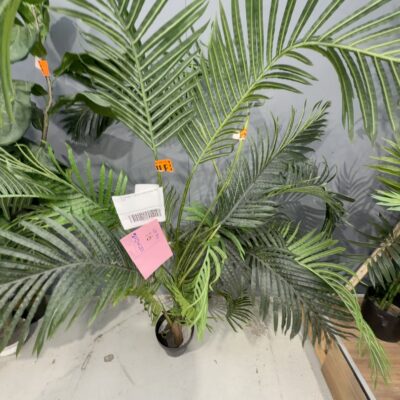 EX STAGING - LOT OF 2 FAUX PLANTS, SOLD AS IS EX STAGING - LOT OF 2 FAUX PLANTS, SOLD AS IS