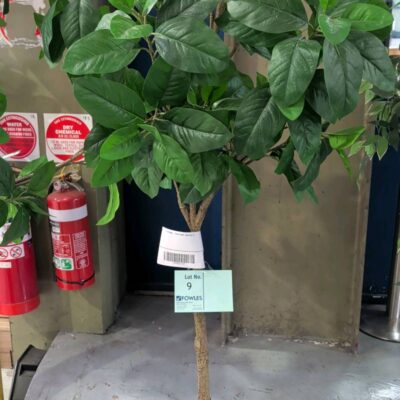 EX STAGING - FAUX PLANT, SOLD AS IS EX STAGING - FAUX PLANT, SOLD AS IS