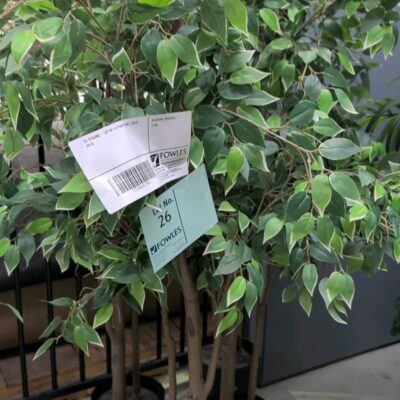 EX STAGING - LOT OF 4 X FAUX PLANT, SOLD AS IS EX STAGING - LOT OF 4 X FAUX PLANT, SOLD AS IS