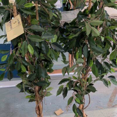 EX STAGING - LOT OF 2 FAUX PLANTS, SOLD AS IS EX STAGING - LOT OF 2 FAUX PLANTS, SOLD AS IS